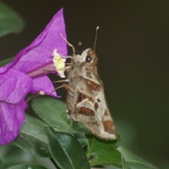 Thespieus macareus