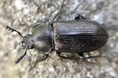 Platyceroides infernus