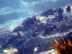 Girella elevata