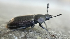 Platyceroides infernus