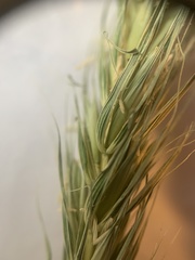 Elymus macgregorii
