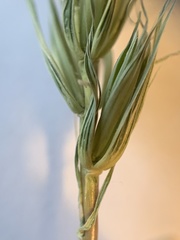 Elymus macgregorii