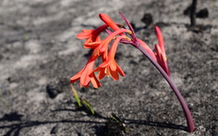 Cyrtanthus ventricosus