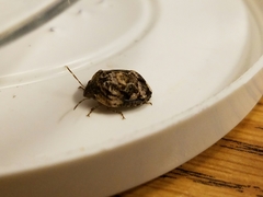 Stethaulax marmorata