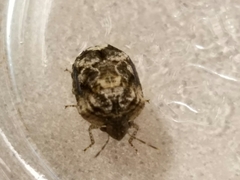 Stethaulax marmorata