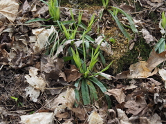 Carex platyphylla