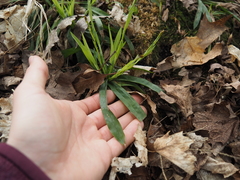 Carex platyphylla