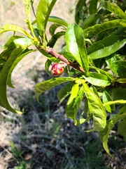 Prunus davidiana