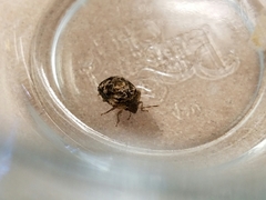 Stethaulax marmorata