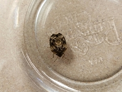 Stethaulax marmorata