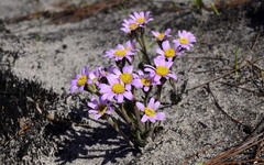 Mairia coriacea