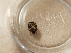 Stethaulax marmorata