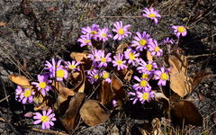 Mairia coriacea
