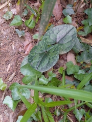 Asarum tamaense