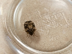 Stethaulax marmorata