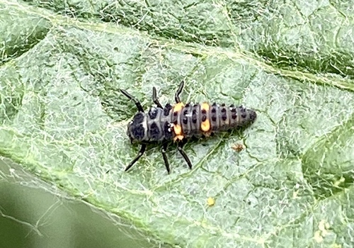 iNaturalist observation photo of Black-spotted Lady Beetles