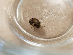 Stethaulax marmorata