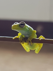 Chirique-Flusse Treefrog photo 3