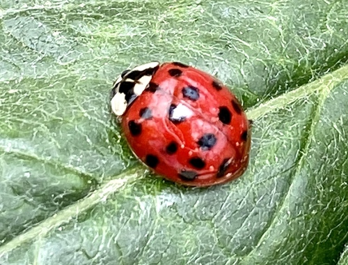 iNaturalist observation photo of Asian Lady Beetle