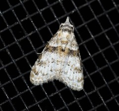 Nola euraphes