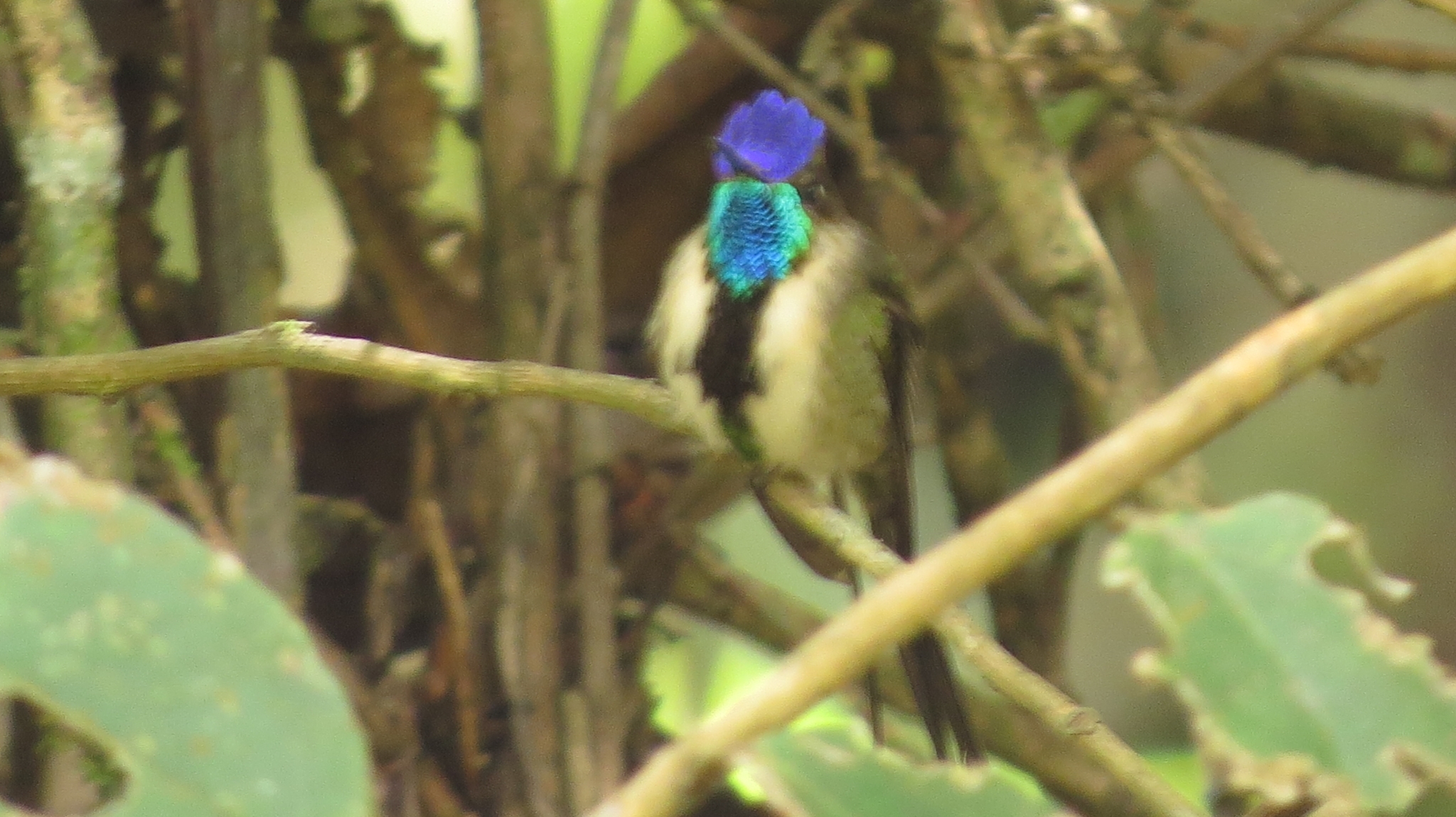 Marvelous Spatuletail (Loddigesia mirabilis), photo 5