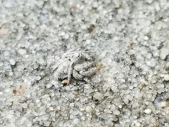 Hamataliwa grisea