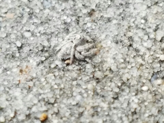 Hamataliwa grisea