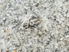 Hamataliwa grisea