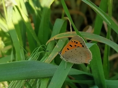 Lycaena phlaeas