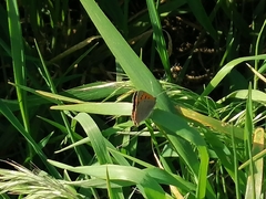 Lycaena phlaeas