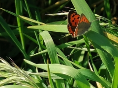 Lycaena phlaeas