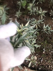 Eryngium foetidum