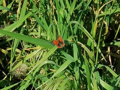 Lycaena phlaeas