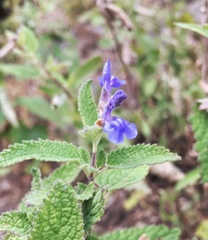 Salvia calolophos