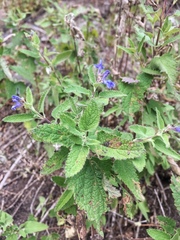 Salvia calolophos