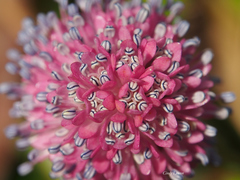 Helonias bullata
