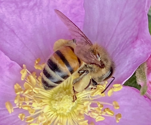 iNaturalist observation photo of Western Honey Bee