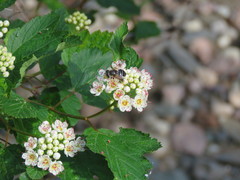 Eristalis obscura
