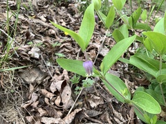 Clematis viticaulis