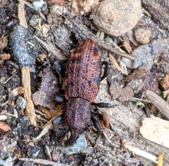 Steremnius carinatus