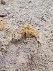 Ciocalypta polymastia