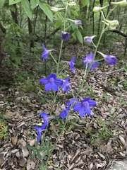 Delphinium alabamicum