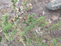Junellia juniperina