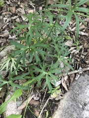 Delphinium alabamicum