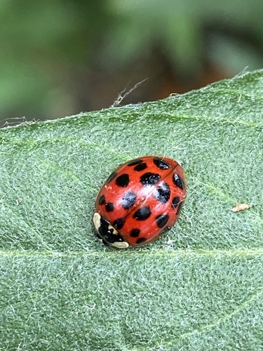 iNaturalist observation photo of Asian Lady Beetle