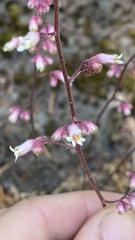 Rhodoheuchera