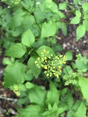 Thaspium trifoliatum