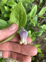 Clematis albicoma