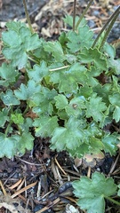 Rhodoheuchera