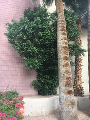 Ficus benjamina benjamina